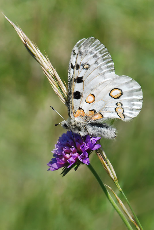 La mia prima Parnassius apollo